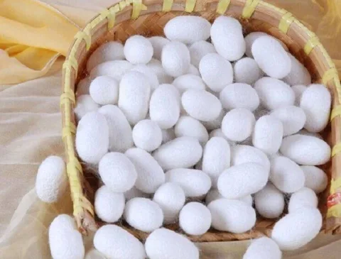 آشنایی کامل با ابریشم طبیعی