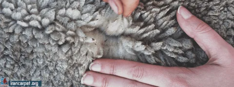 مراحل کربنیزه و کلرینه کردن پشم