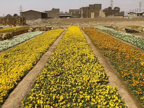 خرید فرش در پاکدشت